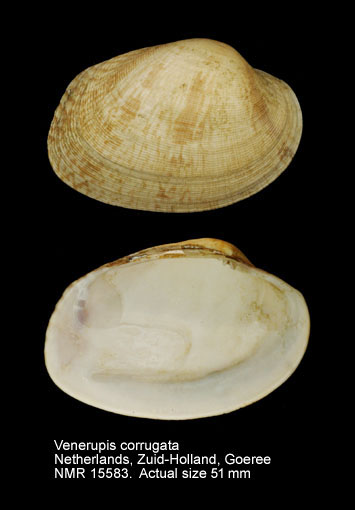 Venerupis corrugata (11).jpg - Venerupis corrugata (Gmelin,1791)